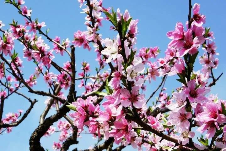 2020年三八妇女节，左手视频APP旧版本不一样！